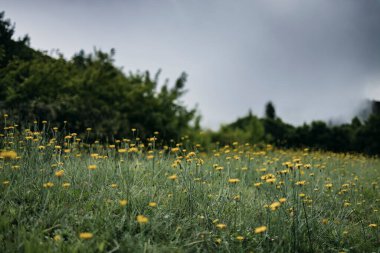Bulutlu gökyüzünün altındaki sarı kır çiçeklerinin dikey odak noktası.
