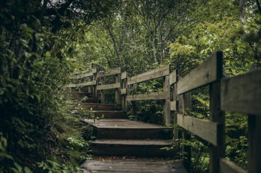 Ormanda ahşap merdivenler