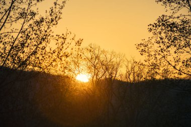 Ormanda gün batımı