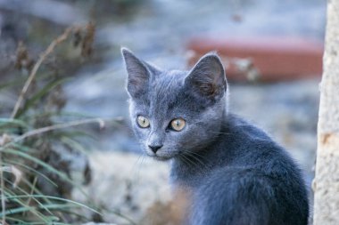 Mavi bir kedi yavrusunun portresi. kedi.