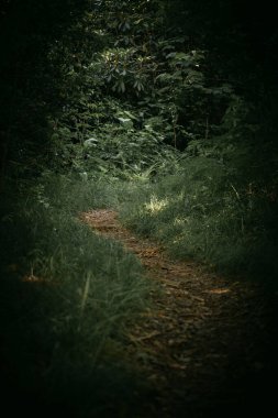 Akşamları karanlık orman, yaz.