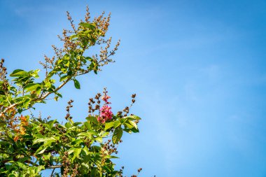Lagerstroemia speciosa bahçe ağacı yaprağı parkı ve mavi gökyüzü arka planı