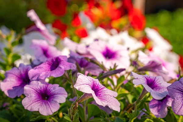 Stock image Flowers of purple and colorful color in field for background