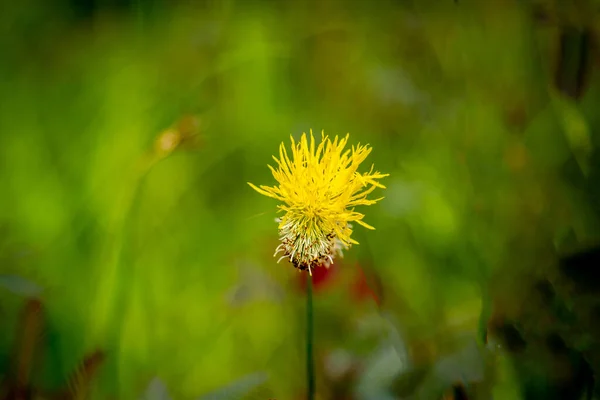 Yellow Flower Green Background Spring Summer Nature Garden — Stock Photo, Image