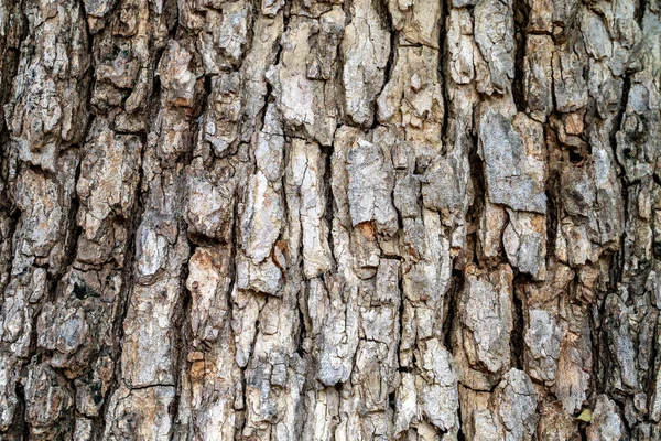 stock image Tamarind peel big tree tree bark pattern, skin wood, nature pattern