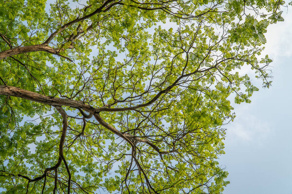 Under the big tree and with branch magnify