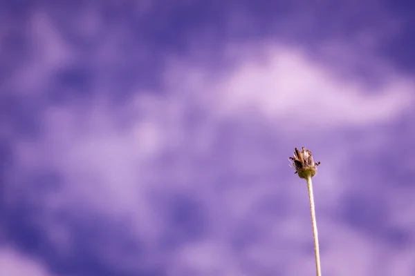 one flower with purple sky background, copy space, landscape