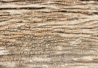 Dry wood texture background the skin of large trees is dry and gray. clipart