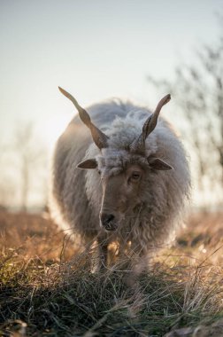 Macar Racka koyunları gün batımında bir tarlada ve ormanda otluyor.