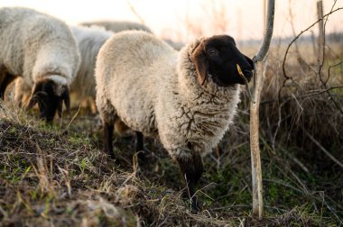 İngiliz Suffolk koyunları gün batımında bir tarlada ve ormanda otluyor.