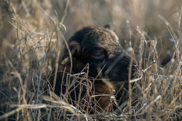 stock image Newborn black lamb in a tall grass in forest environment