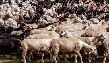 Macar Heck sığırları, tüylü beyaz bulutlarla kaplı parlak mavi bir gökyüzünün altında Ulusal Park 'ta otluyor. Zengin yeşil çimen koyu kahverengi ve siyah paltolara katıksız bir tezat sağlar