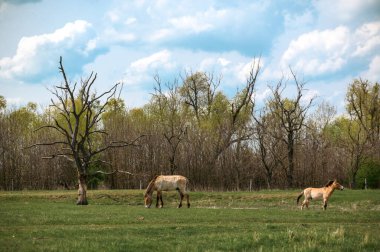 İki Przewalski 'nin atı bulutlu bir gökyüzünün altında yemyeşil bir arazide otluyor. Çıplak ağaçlar ve çiçek açan ağaçlar bir zemin oluşturur. Işıklandırma doğal gün ışığı. Atlar baskın nesneler.