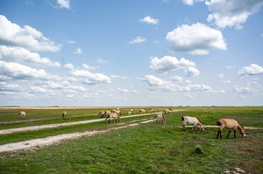 Macar Heck sığırları, tüylü beyaz bulutlarla kaplı parlak mavi bir gökyüzünün altında Ulusal Park 'ta otluyor. Zengin yeşil çimen koyu kahverengi ve siyah paltolara katıksız bir tezat sağlar