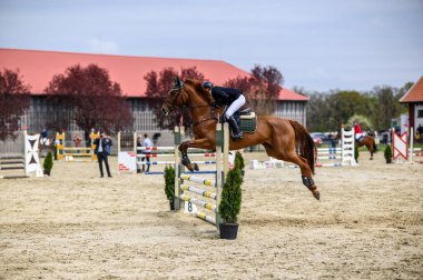 HORTOBAGY, HUNGARY 23 Nisan 2022 Bir gösteri atlama yarışması sırasında havada kahverengi bir at ve binici. At koyu renk yeleli ve kuyruklu bir kestane renginde. Sürücü koyu bir ceket giyiyor ve...