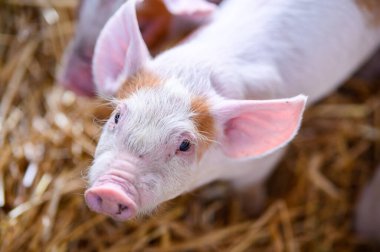 Kafasında açık kahverengi noktalar olan pembe ve beyaz bir domuz yavrusunun yakın çekim görüntüsü. Kuru samandan bir yatağa kurulmuş, doğal ışıkta yakalanmış.