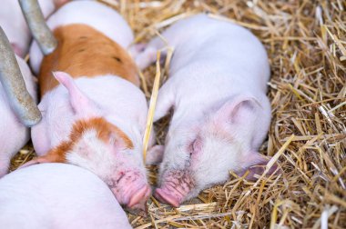 Tepeden çekilen görüntülerde, altın pipetin içine yerleştirilmiş, pembe burunları ve samanların arasında görünen solgun vücutlarıyla uyuyan birkaç domuz yavrusu görülüyor. Yakın çekim görünümü, sahnenin dokularını ve desenlerini vurgular