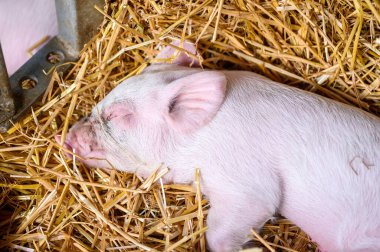 Küçük pembe bir domuz yavrusunun, altın samandan bir yatakta huzur içinde dinlenmesi, hassas özelliklerini ve çevrenin sıcaklığını gözler önüne seriyor.