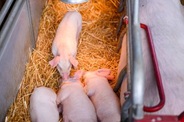 Beş açık pembe domuz yavrusunun yukarıdaki ısıtıcı lambayla saman dolu bir muhafaza altında toplanmış ve tarımsal çiftlik hayvanlarını gösteriyor.