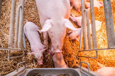 Pembe bir anne domuz ve saman ve metal bir yem oluğuyla dolu metal bir kalemin içindeki domuz yavrularının yüksek açılı görüntüsü.