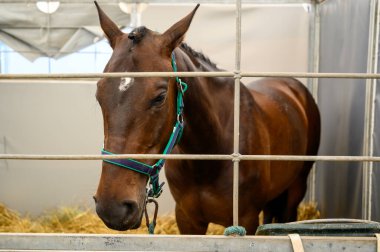 Kapalı bir ahırın içinde renkli bir halter giyen kahverengi bir atın yakın plan görüntüsü. Arka planda saman var, sakin ve dost canlısı görünüyor, bakımlı özelliklerini sergiliyor.