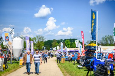 HUNGARY MAYIS 06, 2022 Neşeli bir siyah beyaz inek Hdmezvsrhely llattenysztsi napok 'taki ahşap tezgahından bakar. Doğal ışık kırsal ahır ortamını aydınlatıyor.