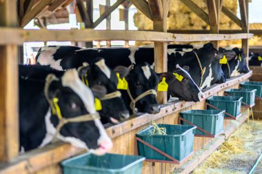 HODMEZOVASARHELY, HUNGARHELY MAYIS 06, 2022 Siyah ve beyaz inekler ahşap ahırlarda saman, doğal ışıklandırma, tarım ortamı yiyorlar. İnek kulaklarında sarı etiketler, yeşil yalaklar.