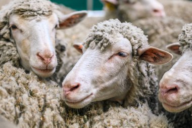 HODMEZOVASARHELY, HUNGARHELY MAYIS 06, 2022 Açık gri yünlü üç tüylü beyaz koyunun yüzleri yünün arasında hafifçe görülebilir. Yumuşak doğal ışıklandırma,