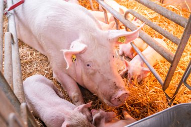 HODMEZOVASARHELY, HUNGARHELY MAYIS 06, 2022 Bir domuz domuzcuklarıyla birlikte bir domuz ahırında saman üzerinde uzanıyor. Ilık ışık sahneyi aydınlatır. Yavrular pembe ve küçük, annelerine çok yakın. Şey...