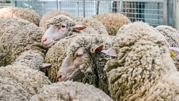 Группа овец собирается вместе в ручку. Их шерсть густая и бежевая, создавая плотную, текстурированную массу, демонстрируя сельскохозяйственную жизнь и животноводство.