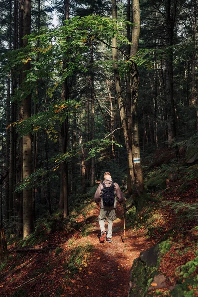 照片上的男性游客一个人走着 手里拿着棍子沿着森林里的小径 爬上一座山 在山上爬山 去山中旅行 — 图库照片