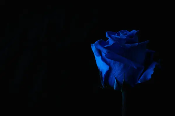 Mavi gül ve siyah arkaplan