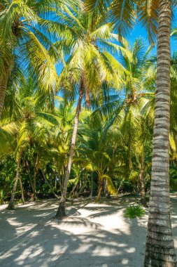 Saona adasında güzel bir tropikal orman