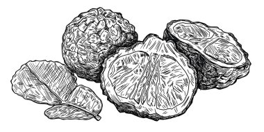 El çizimi kaffir kireç çizimi