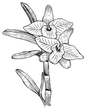 Orkide çiçek illüstrasyon el çekilmiş