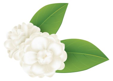 Yapraklı yasemin çiçekleri