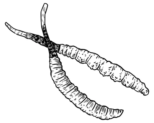 Illustrazione Disegnata Mano Cordyceps — Vettoriale Stock