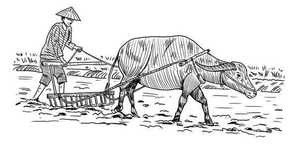 水田にタイの農家や水牛を手描き — ストックベクタ
