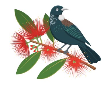 Tui on Pohutukawa Branch clipart