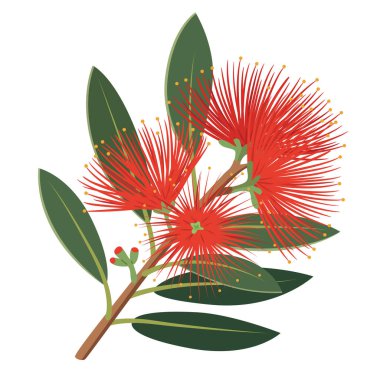 Illustration of Pohutukawa Blossom on white background clipart