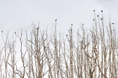 Kuru bir dala tünemiş orman kargasında.