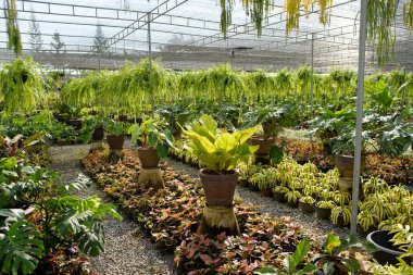 Saksı bitkileri ve tuvali olan bir sera.