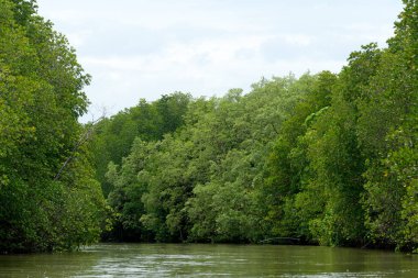 Mangrov ağaçları ve mangrov ormanları Chanthaburi Tayland