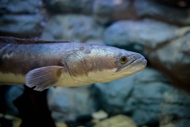 Snakehead fish in a glass tank, a Thai river fish clipart