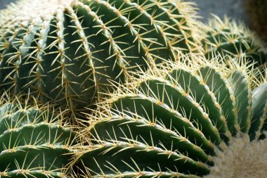 Çiçekleri ve dikenleri olan çeşitli kaktüsler.