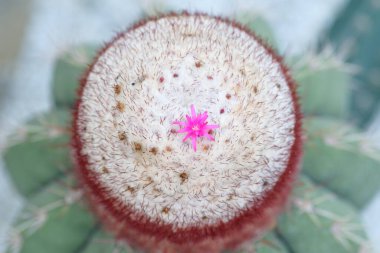 Çiçekleri ve dikenleri olan çeşitli kaktüsler.