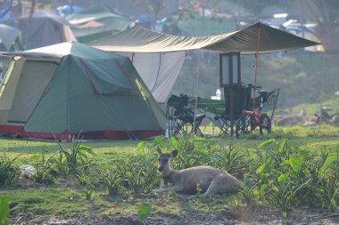 Khao Yai Ulusal Parkı 'ndaki kamp alanında geyikler var..