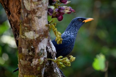 Myophonus caeruleus flavirostris Grubu Tayland 'daki Khao Yai Ulusal Parkı' nda.