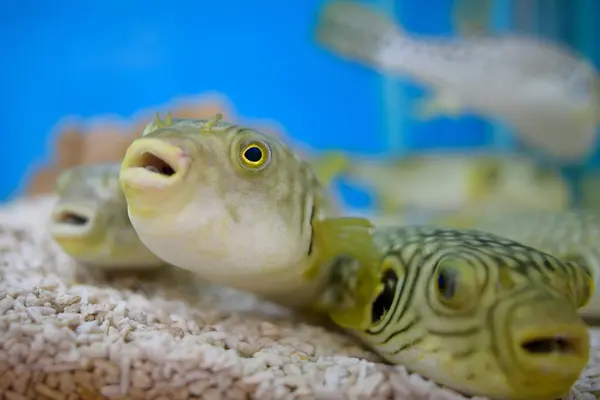 stock image Cute puffer fish in a glass tank