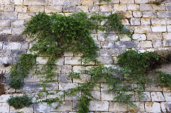 Climbing plants on the old fortress wall